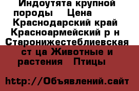 Индоутята крупной породы. › Цена ­ 100 - Краснодарский край, Красноармейский р-н, Старонижестеблиевская ст-ца Животные и растения » Птицы   